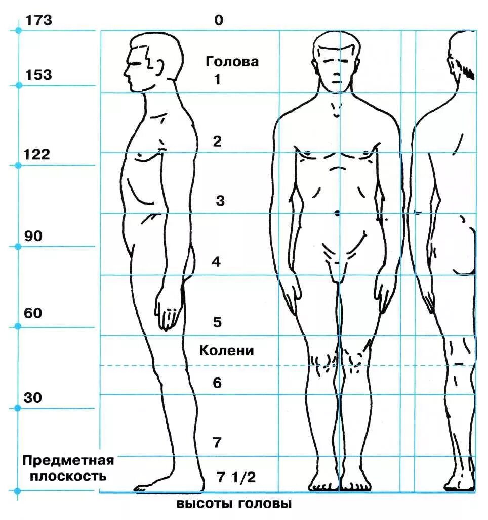 Сколько голов в взрослом человеке. Пропорции тела в головах. Пропорции тела человека в рост. Пропорции тела человека в головах. Тело человека рисунок.