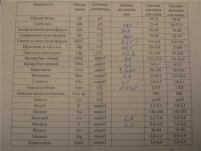 Альфа-амилаза норма у женщин. Амилаза ед л. Амилаза в моче норма. Амилаза ед л. Амилаза ед л.