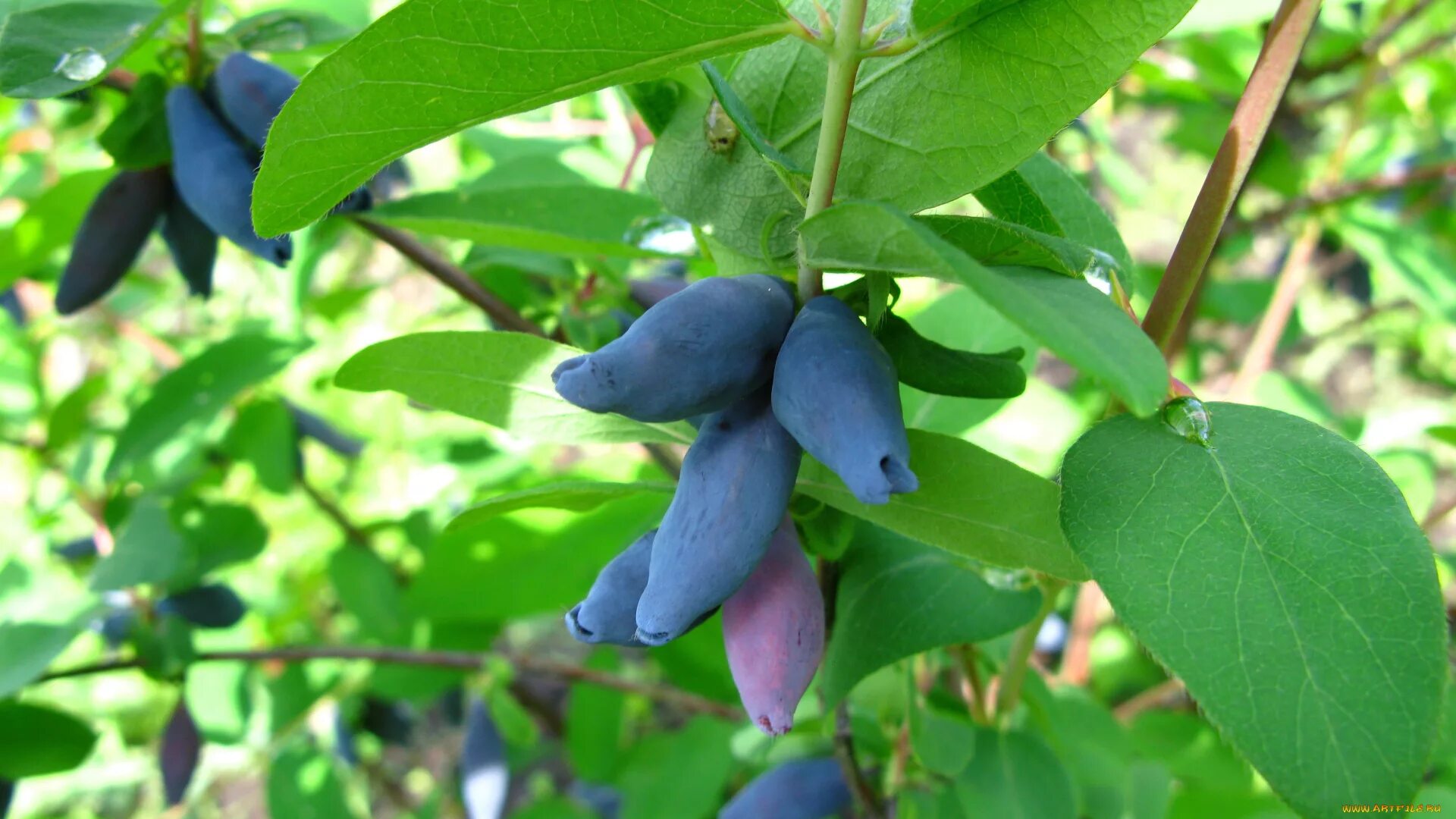 Жимолость павловская. Жимолость съедобная черничка. Жимолость съедобная вечный зов. Какие сорта жимолости. Жимолость сорт морена.