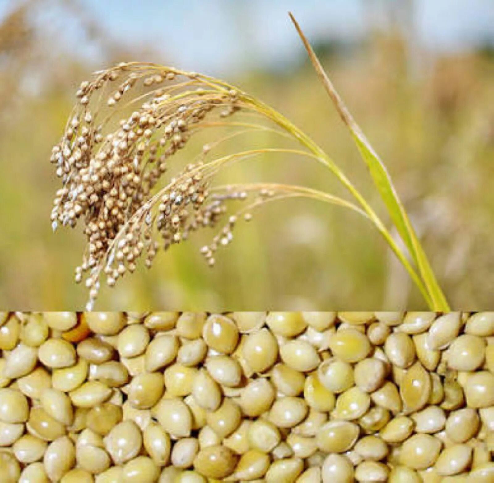 Трава чумиза. Головчатое просо. Чумиза и пшено. Просо (Panicum miliaceum). Особенности проса