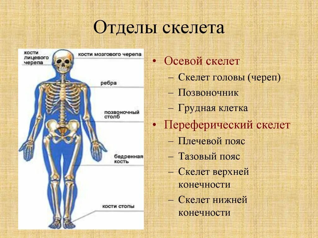 Отделы и основные кости скелета. Строение отделов скелета. Общее строение скелета человека отделы скелета. Скелет человека осевой скелет. Назовите указанные кости