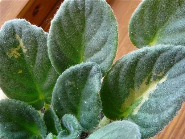 Фиалка с белыми листьями. Бронзовость листьев фиалок. Вирус бронзовости у фиалок. Листья фиалок покрылись белыми пятнами. Вирус пятнистости листьев фиалки.