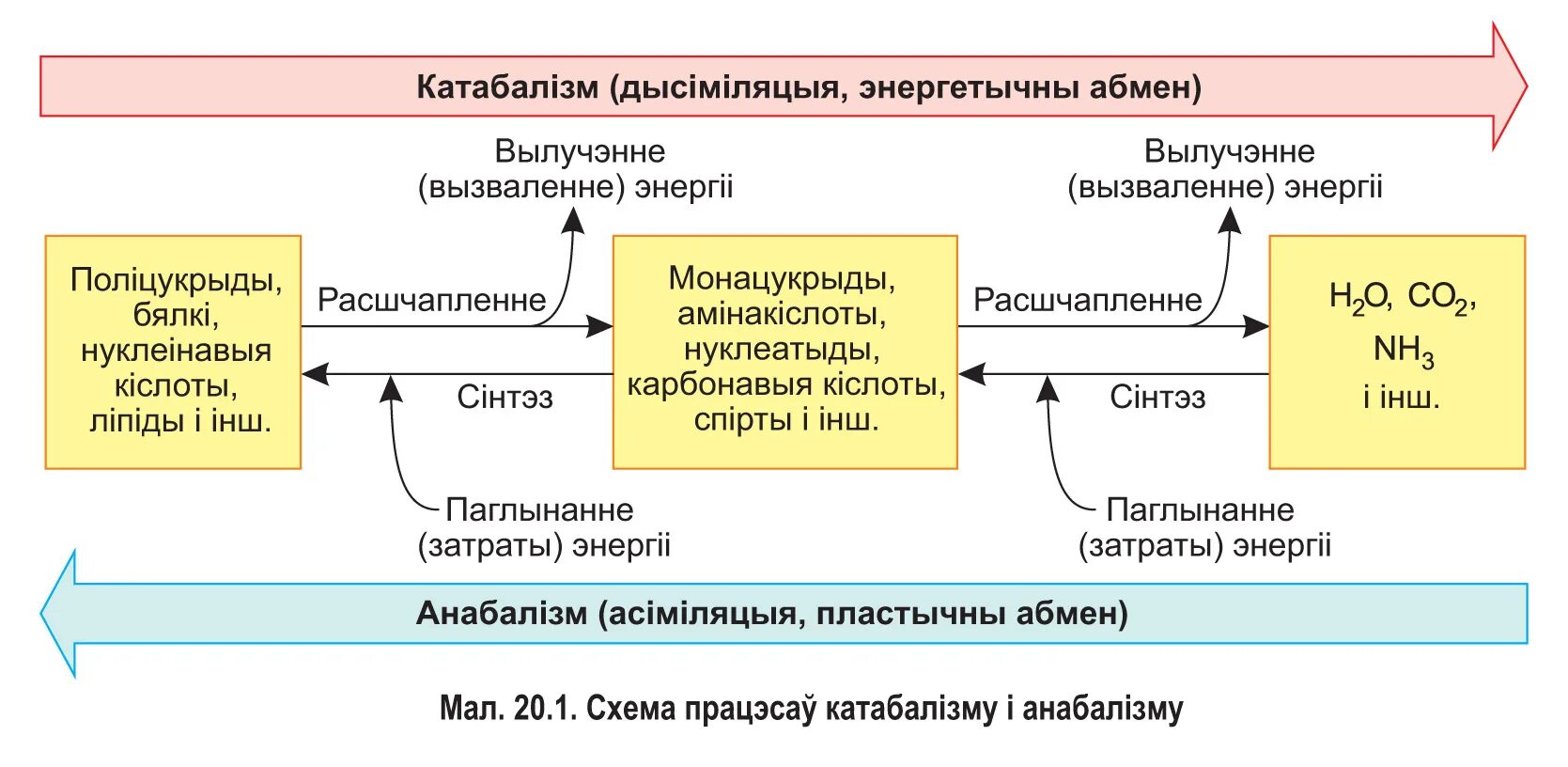 Схема основные процессы метаболизма. Метаболизм катаболизм и анаболизм. Катаболизм расщепление. Катаболизм расщепление. Обмен веществ ассимиляция и диссимиляция схема.
