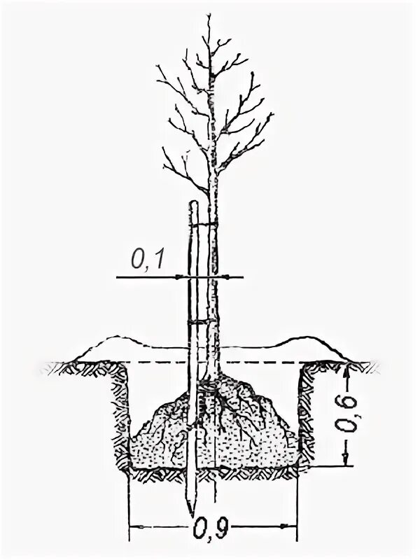 Схема посадки колоновидных деревьев. 106 Подвой яблони схема посадки. Посадка яблони на холм. Схема посадки яблонь на полукарликовом подвое.