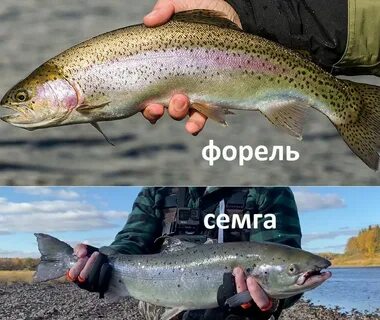 Какая лучше форель или семга