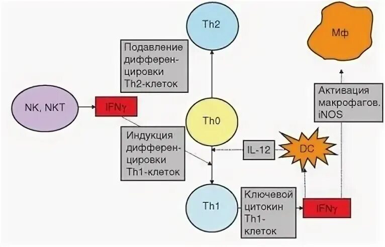 Дифферен