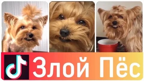 Собака в тик токе