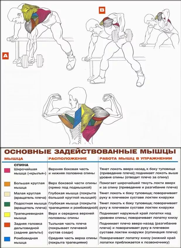 Ромбовидная мышца спины упражнения. Упражнения для прокачки широчайших мышц спины. Упражнения на Крылья в тренажерном зале для мужчин. Прокачка широчайших мышц спины гантелями. Упражнения на развитие широчайшей мышцы спины.