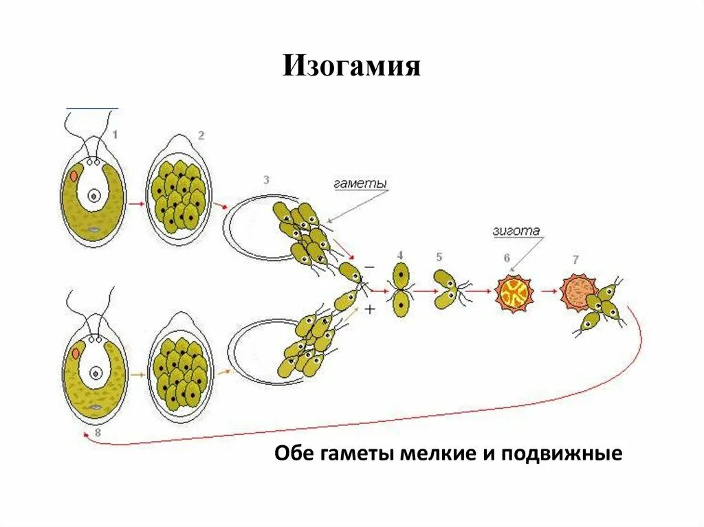 Жизненный цикл развития хламидомонады. Размножение водорослей хламидомонада. Размножение споровых растений хламидомонада. Размножение хламидомонады рис 92. Водоросли размножаются путем