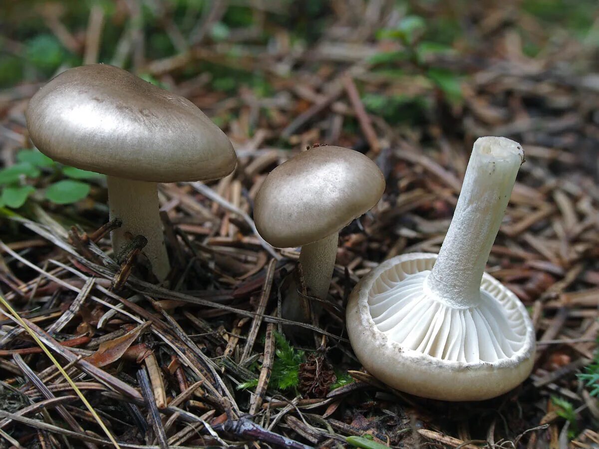 душистый гриб. Hygrophorus agathosmus. мицелий гигрофор. млечник гриб. гигрофор оливково-бурый.