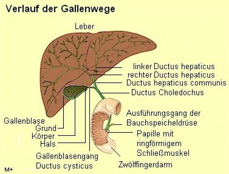 Ductus cysticus. Ductus hepaticus. ductus hepaticus communis. ductus hepaticus communis анатомия. протоки образующие ductus hepaticus communis.