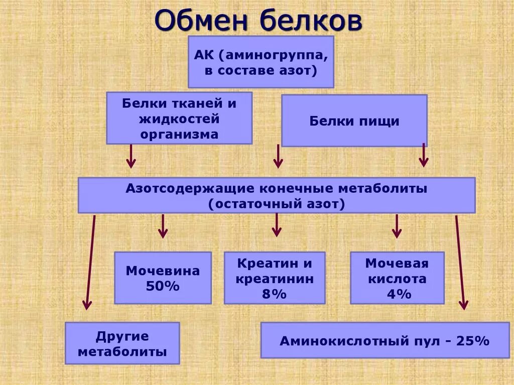 Белковый обмен в организме. Процесс энергетического обмена белков в организме человека. Обмен белков схема 8 класс. Этапы белкового обмена схема. Обмен белков в организме человека схема.