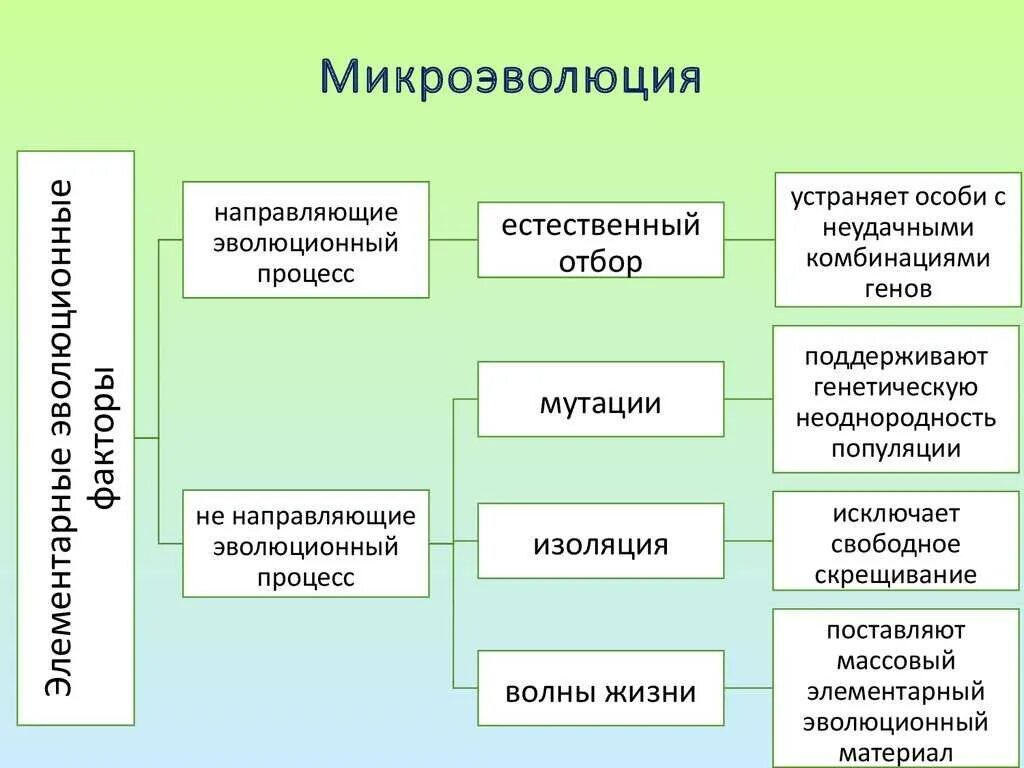 Урок микроэволюция. Элементарные эволюционные факторы микроэволюции. основные этапы микроэволюции. основных этапов микроэволюции.. микроэволюция процессы.