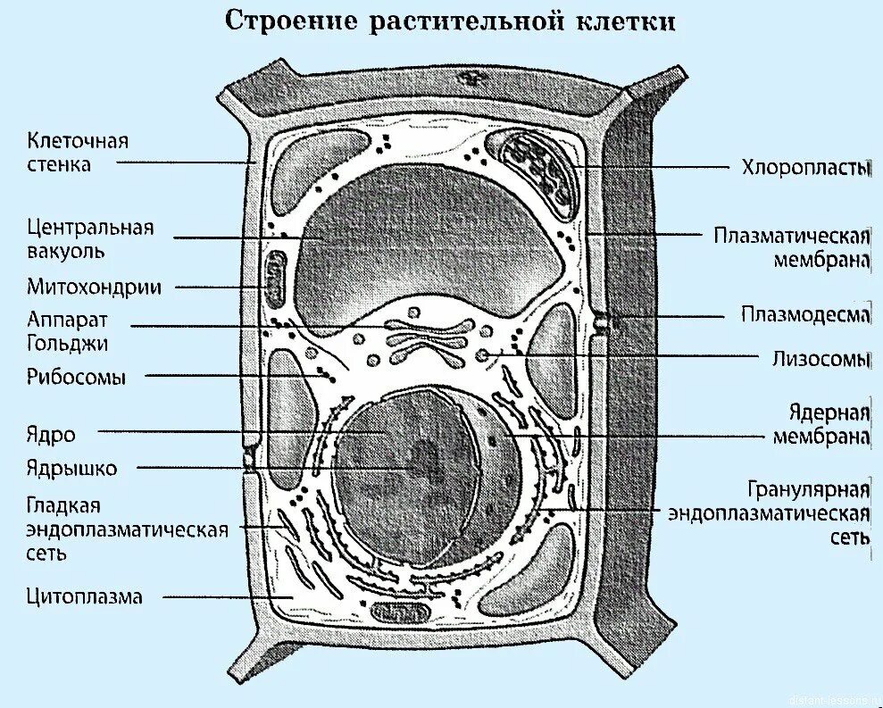 Клетка растений и ее строение. Схема строения растительной клетки. строение растительной клетки рисунок. структура растительной клетки рисунок. схема строения клетки растения.