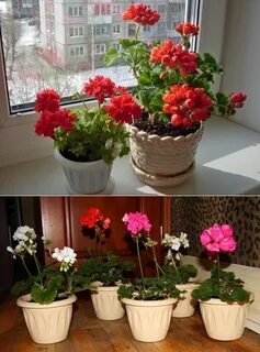 Какой объем горшка для герани