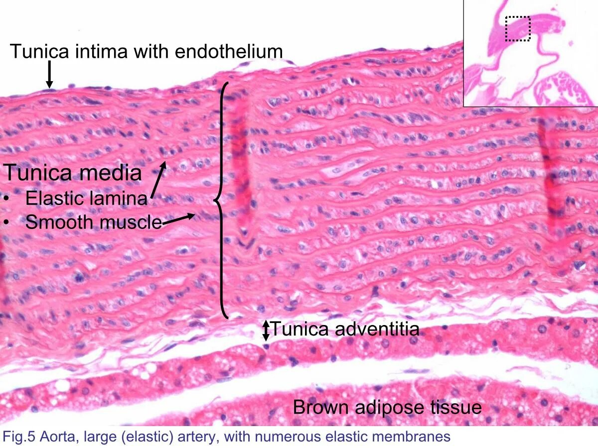 строение стенки аорты
