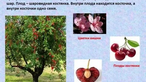 Тип плода вишни