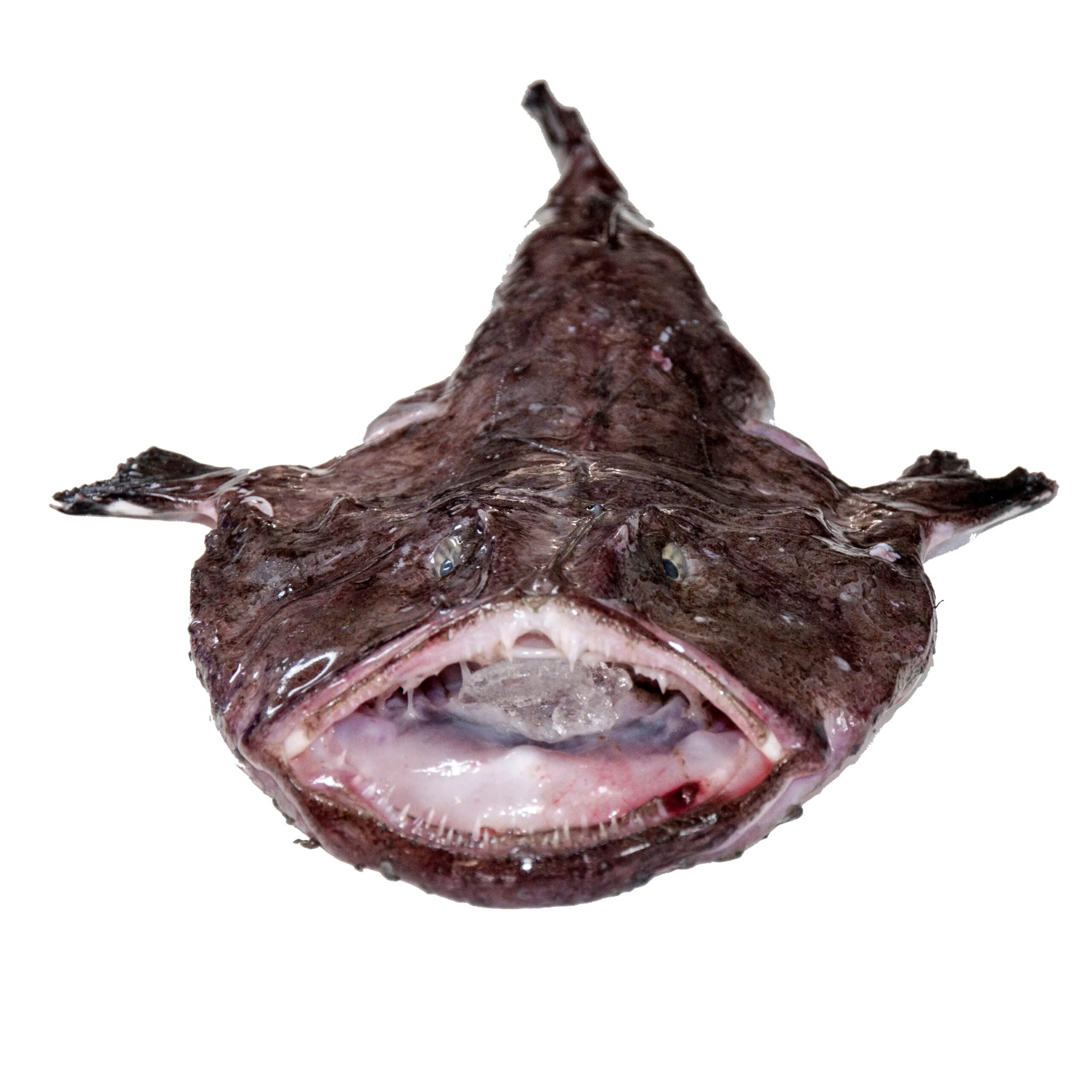 Monkfish