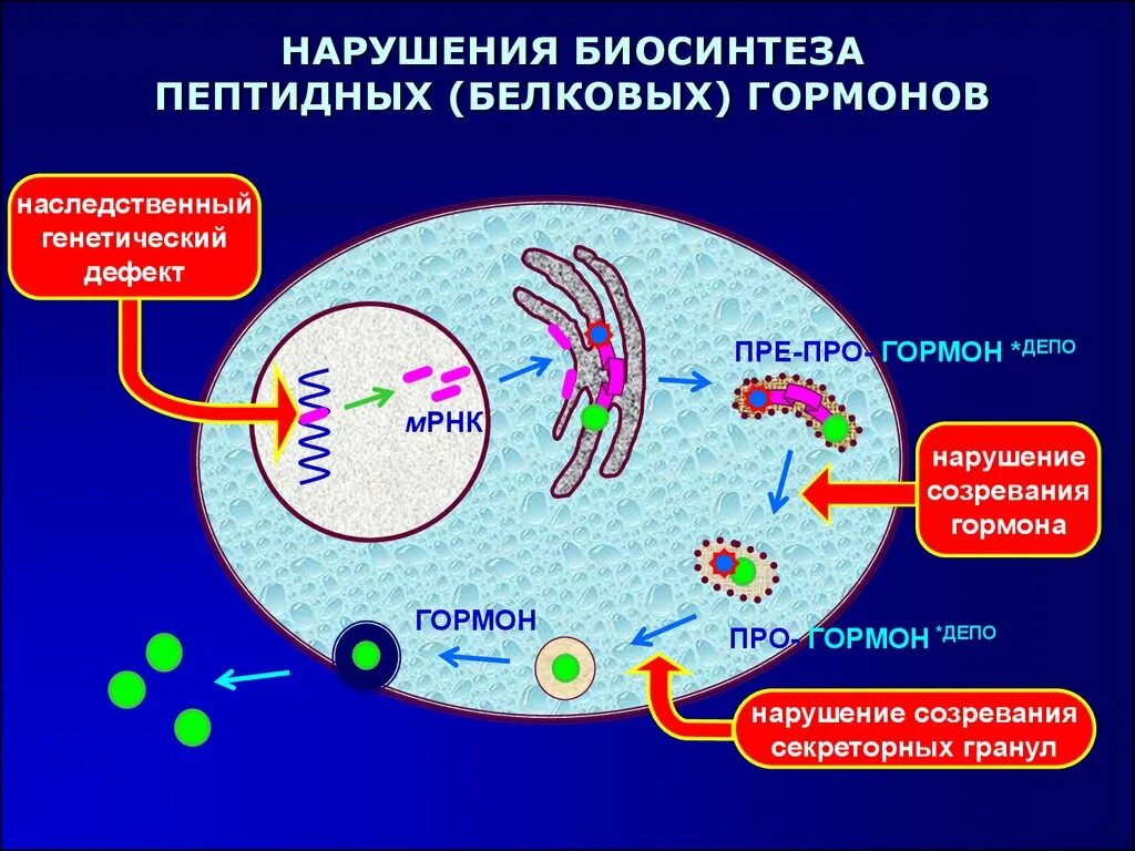 Нарушает синтез белка. Синтез белково пептидных гормонов. Схема синтеза белково-пептидных гормонов. Схема биосинтеза белково-пептидных гормонов. Механизм синтеза белково пептидных гормонов.