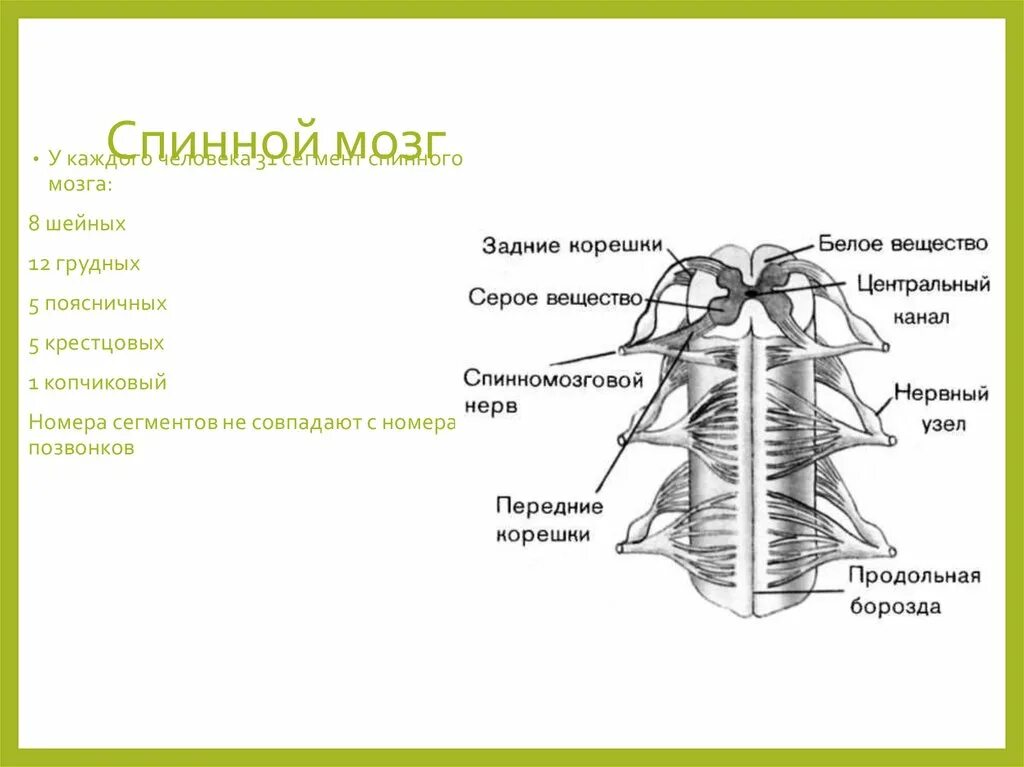 Спинной и головной мозг тест 8 класс. Внешнее строение спинного мозга. Строение сегмента спинного мозга с обозначениями. 31 Сегмент спинного мозга. Спинной мозг 8 класс.