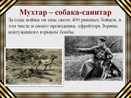 Животные герои великой отечественной