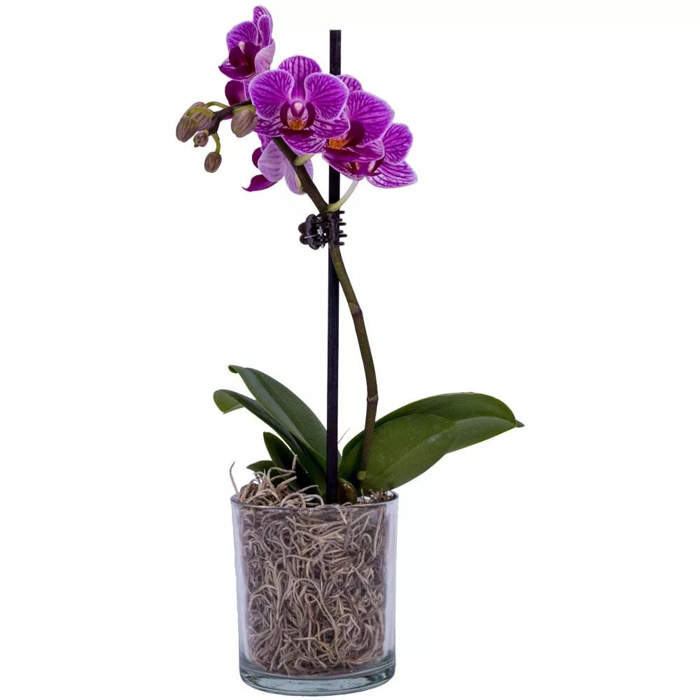 Фаленопсис Scenza. Фаленопсис Leerdam. Scenza Plants Орхидея. Phalaenopsis 'Anastasia'. Plants орхидея