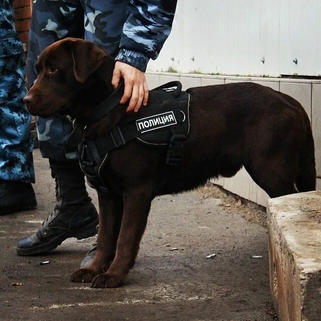 Собаки используемые в полиции. Полицейские собаки породы. полиция с собакой. полицейские собаки в россии. собаки в полиции породы.