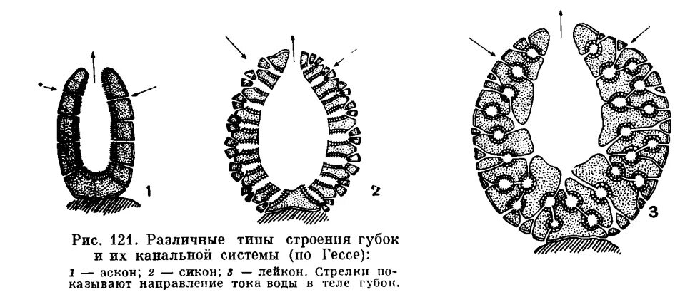 Типы строения губок. Типы строения губок аскон сикон лейкон. тип губки строение. схема строения губки. тип губки схема строения.