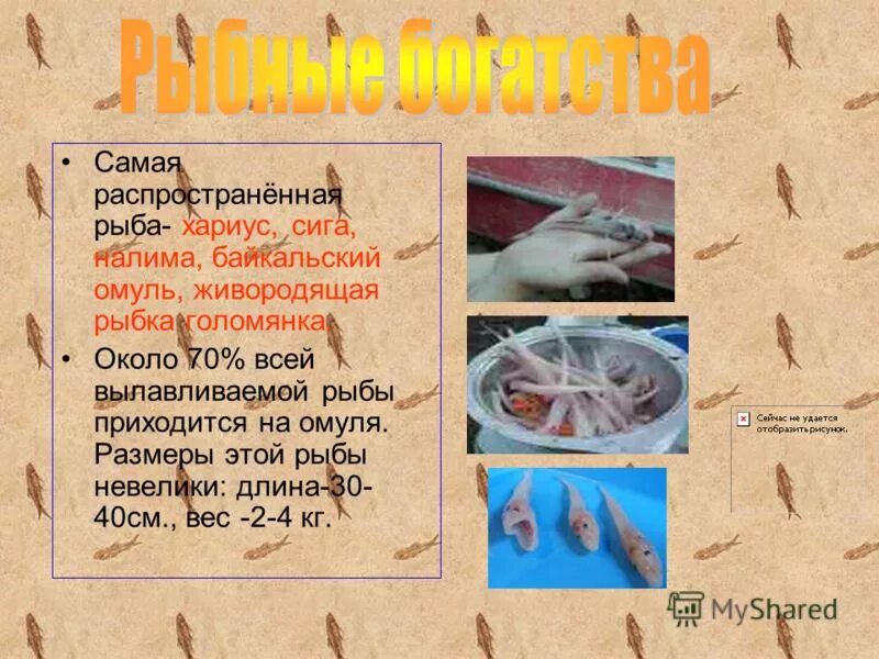 пресноводные рыбы названия. рыба семейства лососевых с белым мясом название.