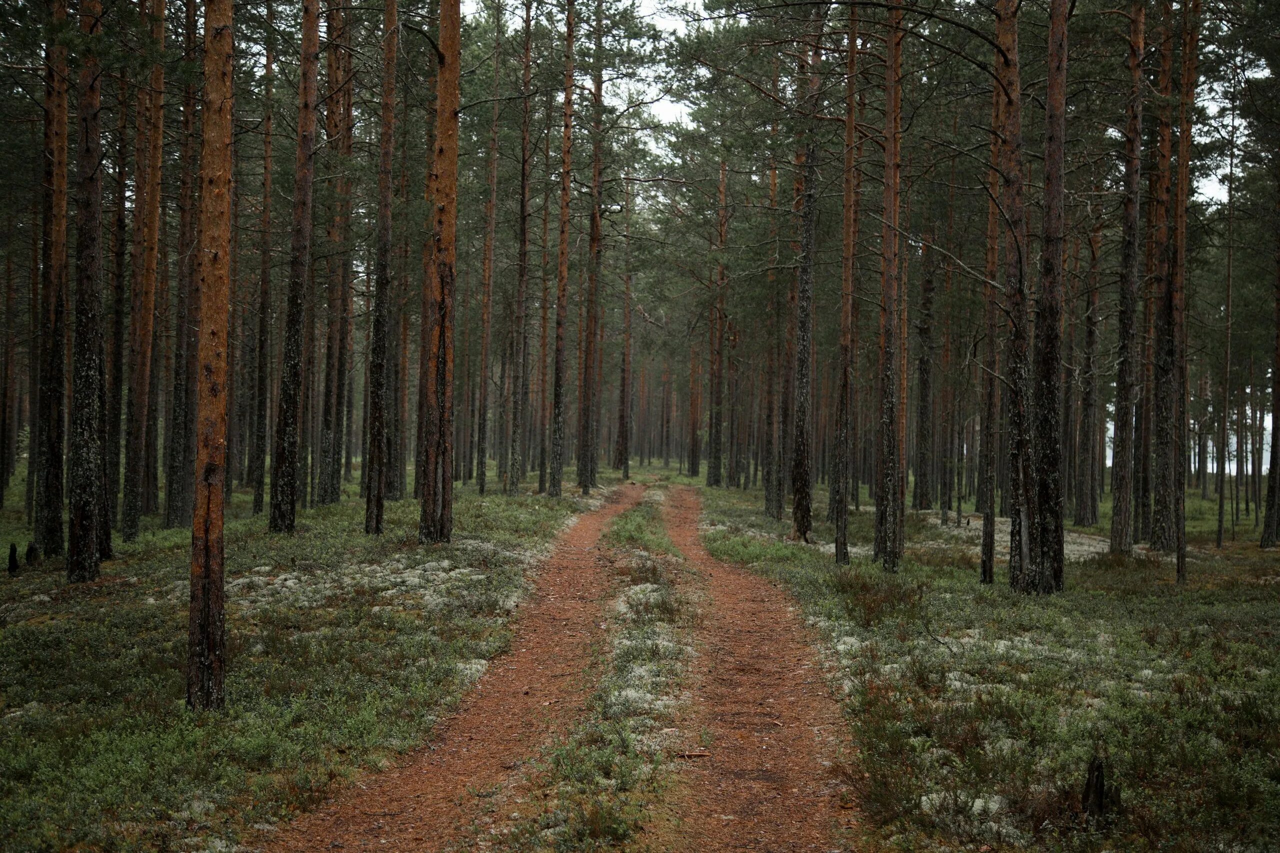 хвойный лес карелии. хвойные леса карелии. хвойные леса карелии. карелия дремучий лес. карелия.