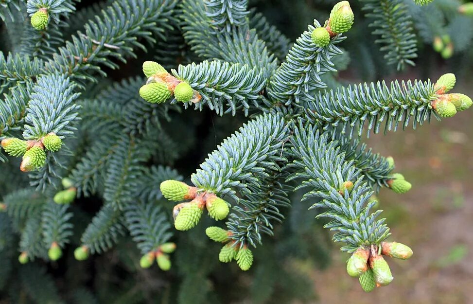 Пихта кудрявая. Пихта испанская – abies pinsapo boiss. Пихта кудрявая. Пихта корейская хвоя. Пихта корейская silberlocke.