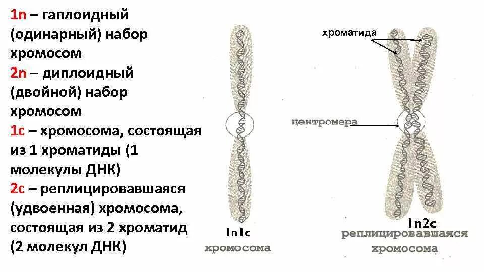 Гаплоидный набор двухроматидных хромосом. Гаплоидный набор однохроматидных хромосом. Гаплоидный набор хромосом строение. Однохроматидная хромосома строение. Удвоение набора хромосом