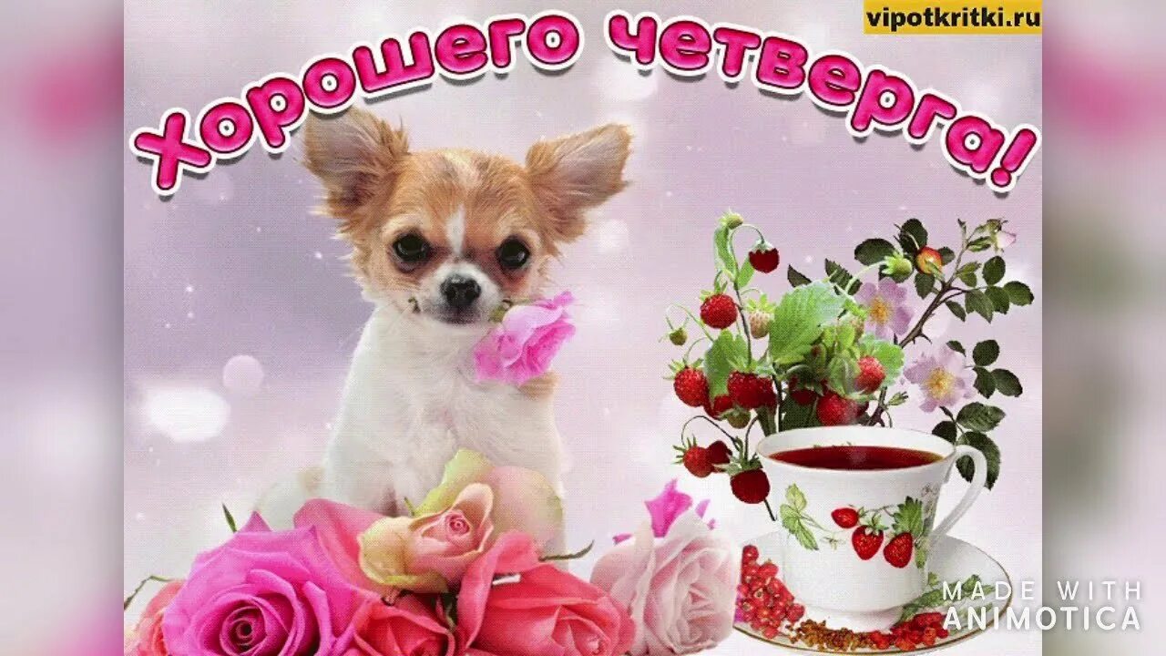 Картинки удачного четверга и хорошего. Хорошего дня и отличного настроения. с добрым утром. доброе утро удачного четверга. пожелания доброго утра и хорошего дня четверга.