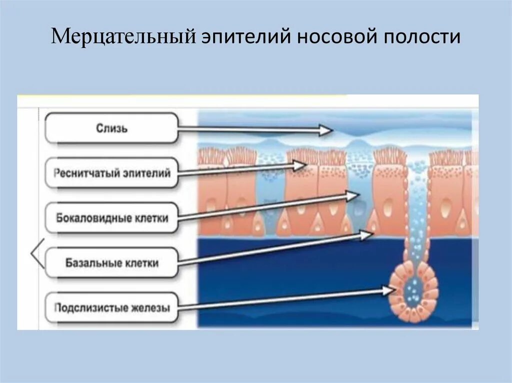 Мерцательный эпителий дыхания. Мерцательный эпителий носовой полости. Мерцательынй эпителий нос. Эпителий, выстилающий слизистую оболочку полости носа. Медицинский препарат проникает в клетки мерцательного