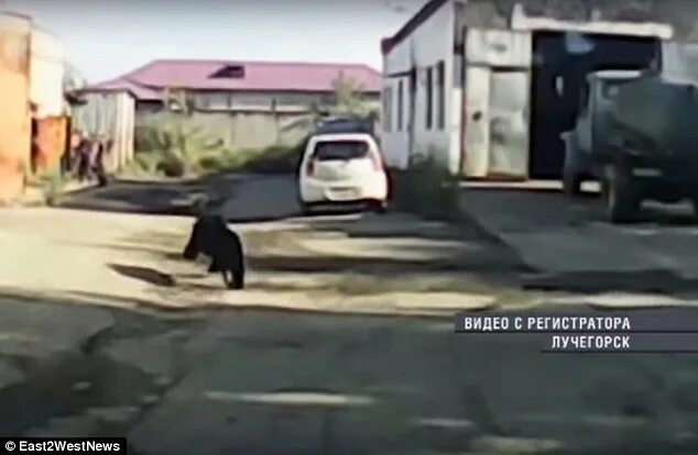 Медведь на дороге. Медведь под прицелом. Медведи в населенных пунктах. Медведь в нижневартовске 2021. Медведь в лучегорске новости.