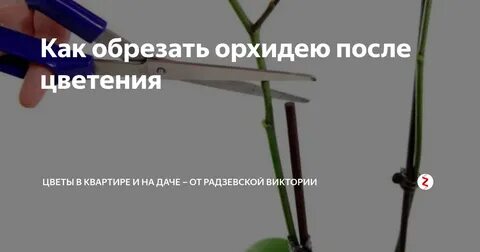 Что нужно делать когда отцвела