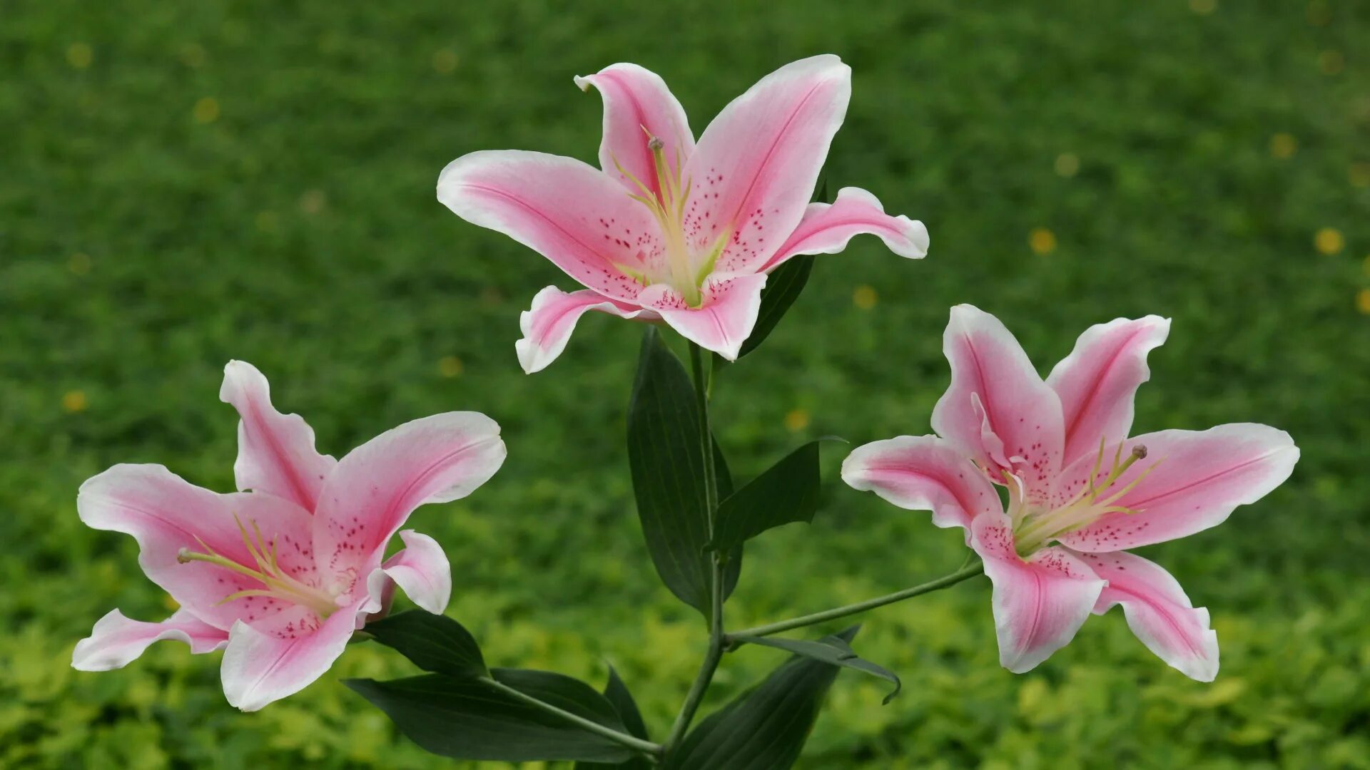 Lily picture