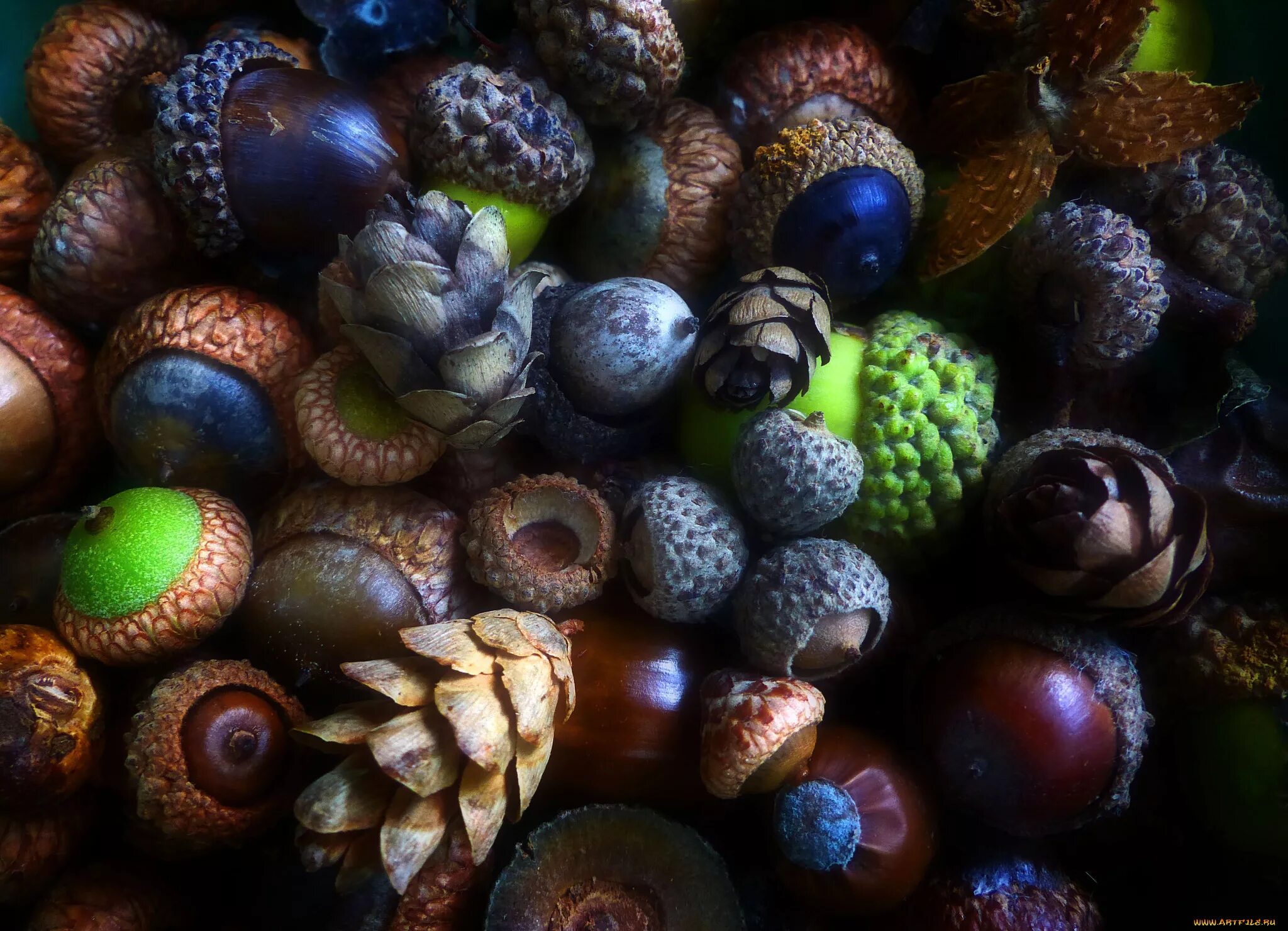 Ягода коричневого цвета. Шишки желуди орехи. Грибы и желуди. Ягоды и орехи. Ягоды орешки.