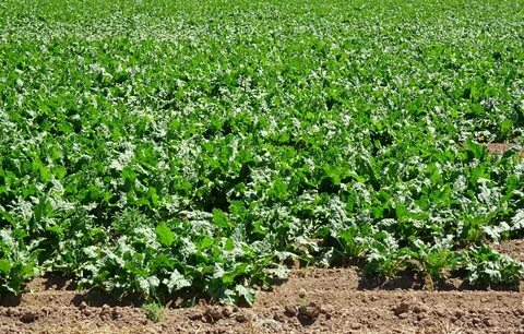 Crop id