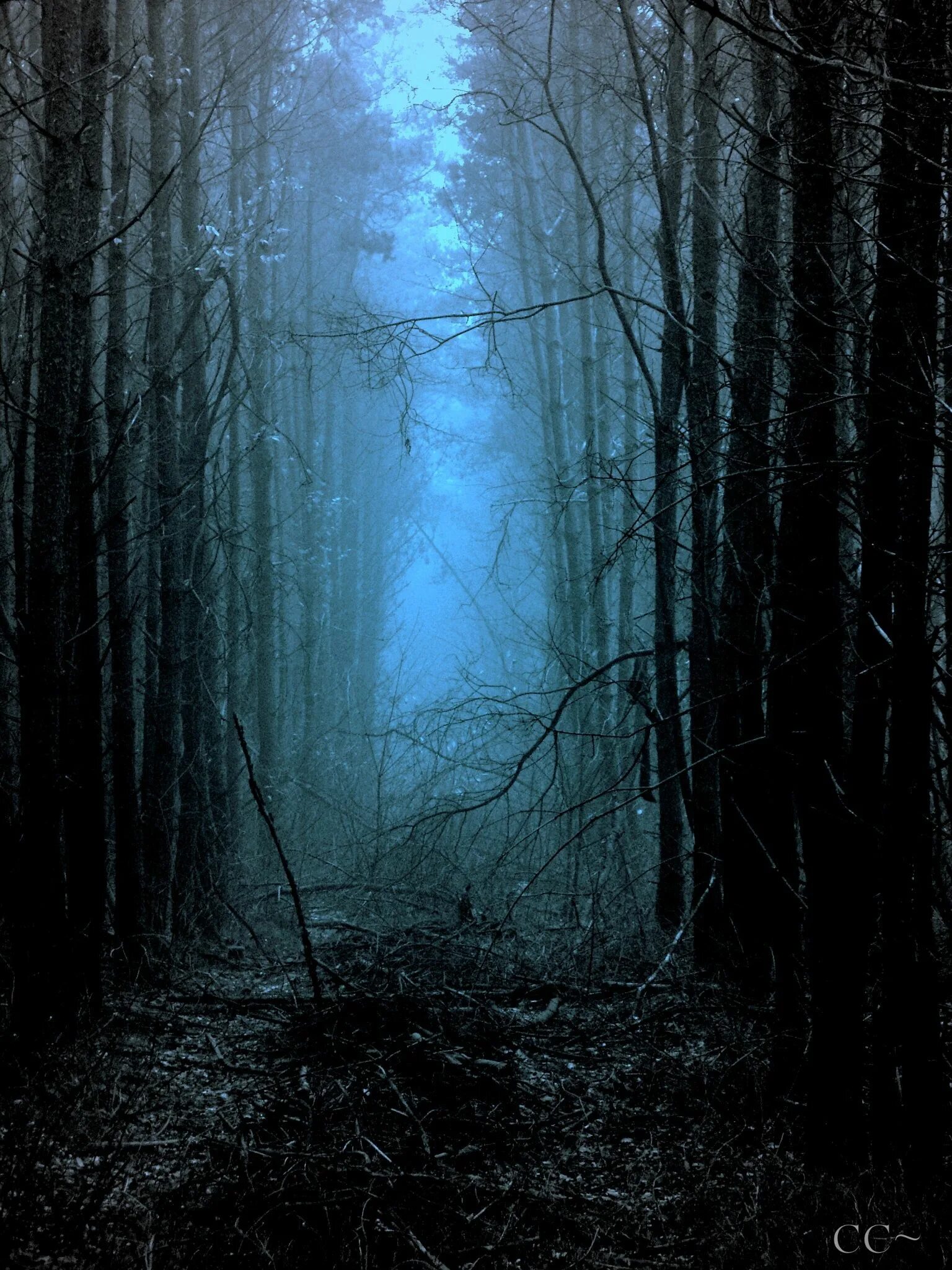 Темный лес. Темные леса. Страшный лес. Жуткий темный лес. Беззвучный лес