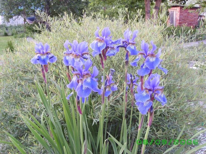 ирис сибирский сноу принс. дикий ирис касатик. сосна ирис. ирис сбоку. касатик ирис узколистный.