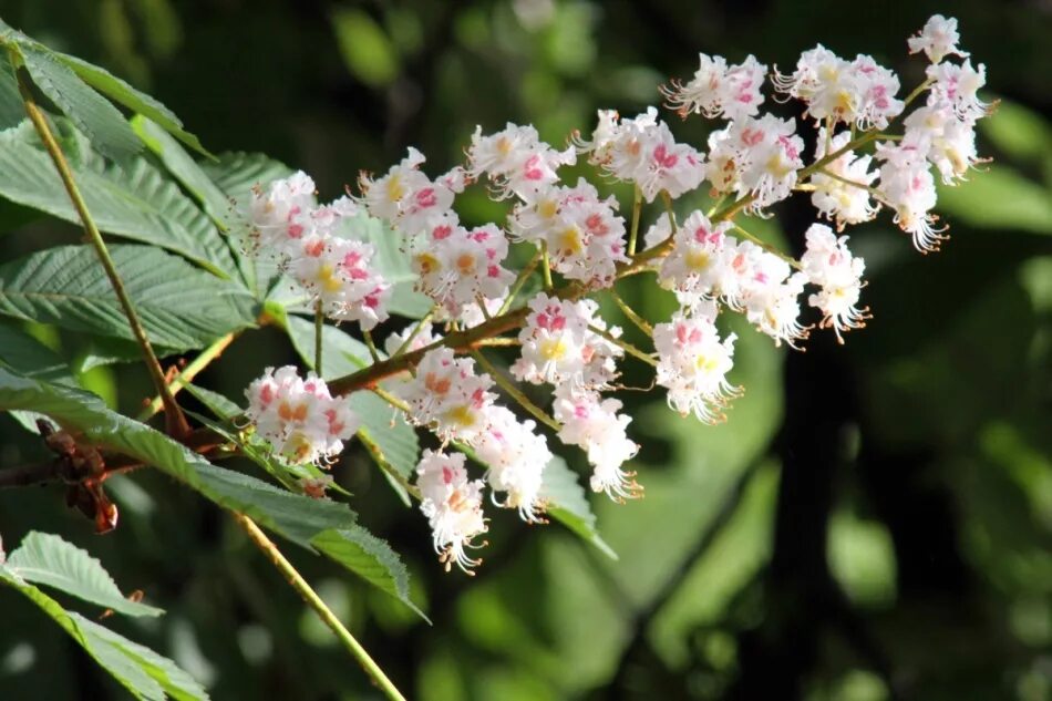 Цветок конский. Каштан конский (aesculus). Цветок конский. Цветы конского каштана. Каштан конский дерево.