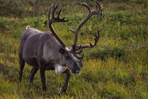 Северный олень америки 6 букв сканворд
