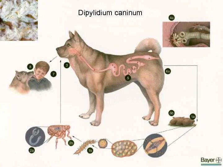 Dipylidium caninum. Dipylidium caninum жизненный цикл. Дипилидиоз собак цикл развития. Жизненный цикл цепня собачьего Dipylidium caninum. Жизненный цикл огуречного цепня схема.