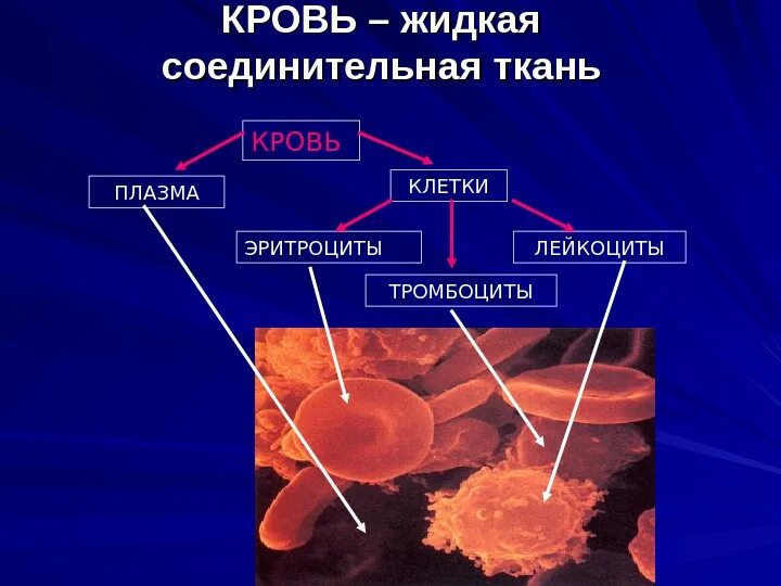 3 жидкая соединительная ткань. Соединительные ткани ткани плазма кровь. кровь жидкая соединительная ткань. состав жидкой соединительной ткани. кровь как жидкая соединительная ткань.