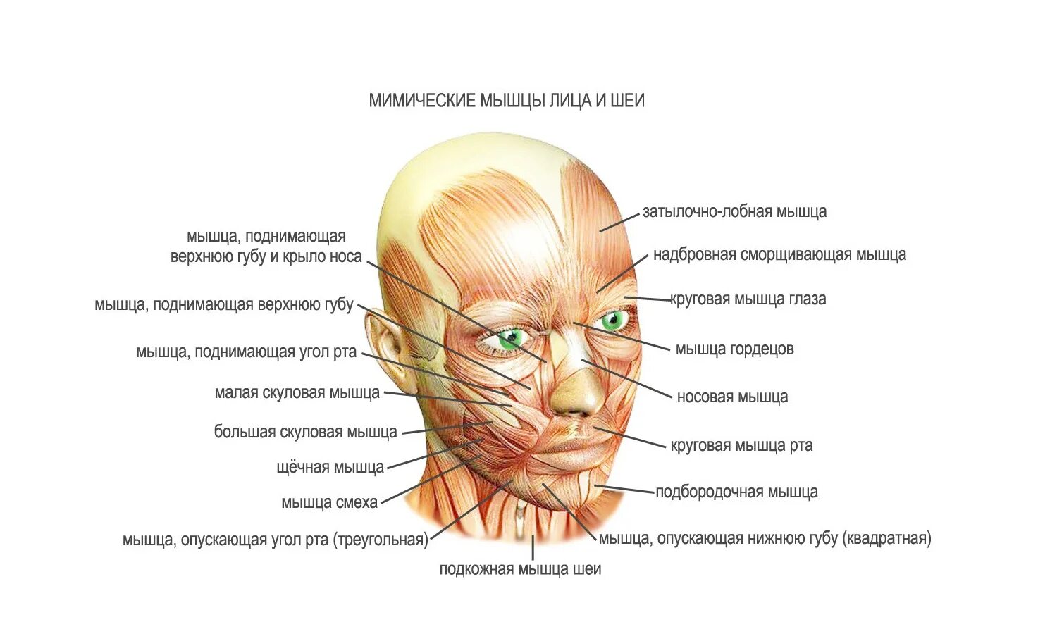 Мышцы лица анатомия для косметологов для массажа. Мышцы лица и шеи анатомия для косметологов. Мимические мышцы лица и мышцы шеи анатомия. Мимические мышцы лица анатомия функции.