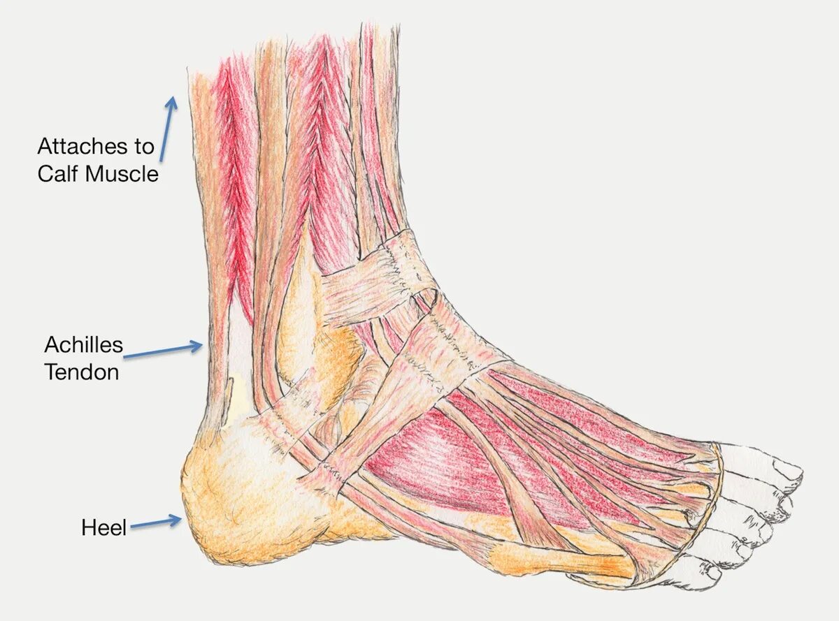 Ахилесова сухожилия. Ахиллово сухожилие анатомия. Анатомия голени ахиллово сухожилие.
