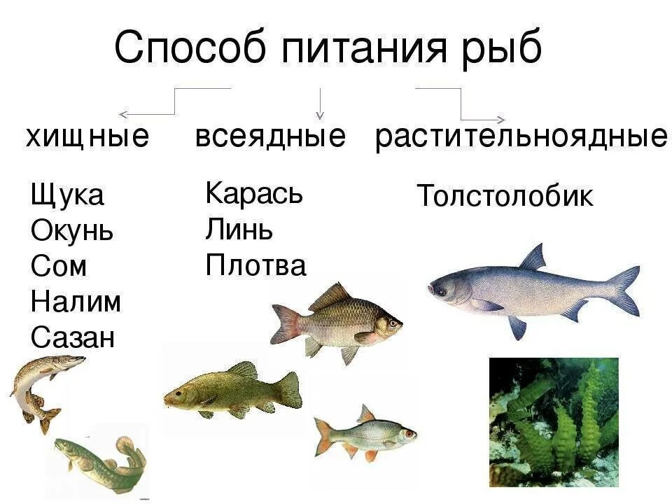 К какому классу относится щука. Виды рыб по способу питания. Рыбы Хищные и растительноядные. Хищные и травоядные рыбы. Способы питания рыб.