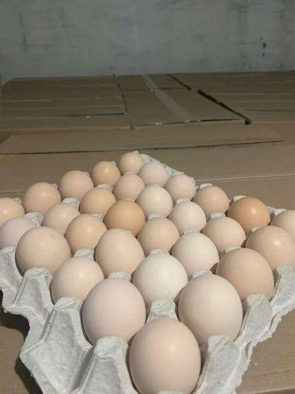 Буденновск птичий дворик. Прайс лист город буденновск птичий двор. Голуби будённовска. Буденновск птичий дворик. Птичий дворик уразово.