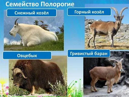 Семейство полорогие